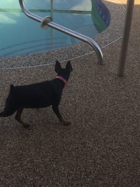 Pool deck in river rock
